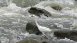 Walking (foraging) Little Egret
