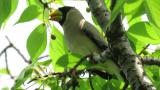 Japanese Grosbeak eating a seed
