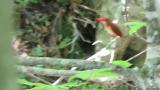 Singing Ruddy Kingfisher