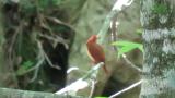 Ruddy Kingfisher