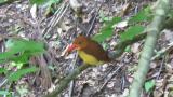 Ruddy Kingfisher