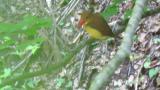 Ruddy Kingfisher