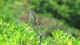 Singing Styan's Grasshopper Warbler