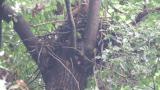 Black Kite calling at nest