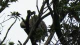 Black-crowned Night-heron in colony