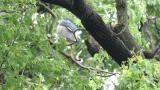 Black-crowned Night-heron in colony