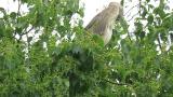 Black-crowned Night-heron in colony, preening