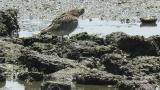 Whimbrel, preening