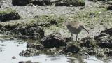 Foraging Whimbrel