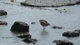 Whimbrel, preening