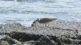 Whimbrel, walking and foraging