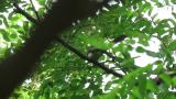 Japanese Paradise Flycatcher, defecation