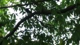 Japanese Paradise Flycatcher, flight at the end