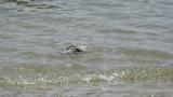 Grey-tailed Tattler, bathing