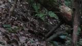 Fledgling of Asian Stubtail begging