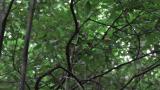 Fledgling of Asian Stubtail begging and moving on branches