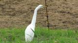 Great Egret, atypical call
