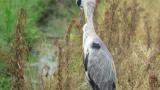 Grey Heron, preening