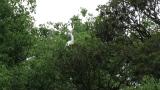 Intermediate Egret in colony