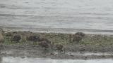 Eastern Spot-billed Duck and juveniles