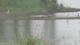 Eastern Spot-billed Duck and juveniles moving to the water