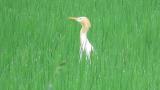 Eastern Cattle Egret