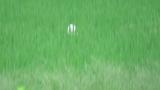 Eastern Cattle Egret, foraging