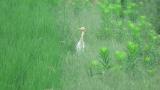 Eastern Cattle Egret, fluffed up, walking and foraging