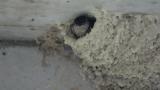 Nest of Red-rumped Swallow