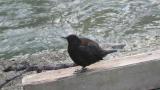 Brown Dipper, preening