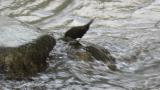 Brown Dipper, foraging
