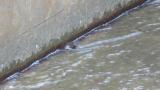Brown Dipper, foraging