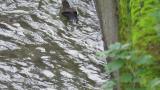 Brown Dipper, foraging