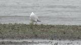 Black-headed Gull staying in summer
