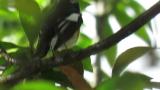 Mugimaki Flycatcher