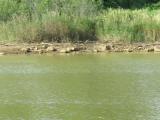 White-throated Needletails, flight and water drinking