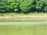 White-throated Needletails, flight and water drinking