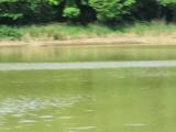 White-throated Needletails, flight and water drinking