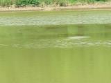 White-throated Needletails, flight and water drinking