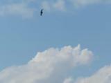 White-throated Needletails, flight