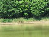 White-throated Needletails, flight and water drinking