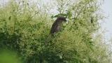 Wet Bull-headed Shrike calling
