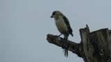 Wet Bull-headed Shrike calling