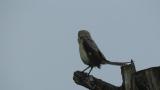 Wet Bull-headed Shrike calling
