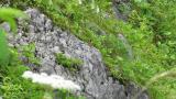 Grey Wagtail walking and calling