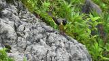 Grey Wagtail calling