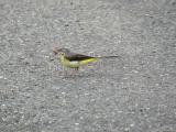 Grey Wagtail carrying food