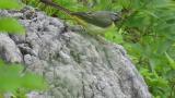Grey Wagtail calling