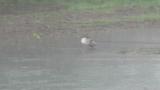 Common Merganser staying in summer, in rain