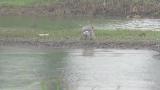 Common Merganser staying in summer, preening and wing flapping after rain